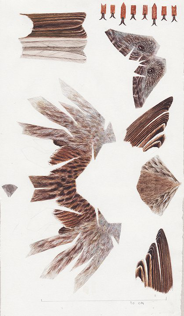 UNIK…Seniman ini Buat Burung 3 Dimensi dari Potongan Kertas 