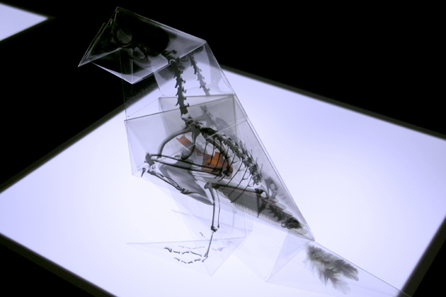 X-Ray Origami by Takayuki Hori
